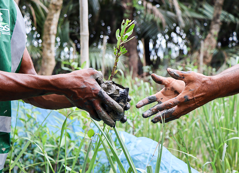 Mangrove Conservation and Restoration
